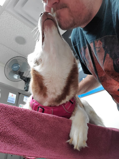 Cornerstone Animal Clinic PLLC - Thumbnail