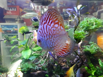 pet-store