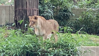 Great Cats Exhibit/Lion and Tiger Hill