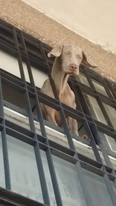 Photos of Veterinaria BIO