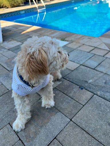 Paw Wear Dog Mesh - Thumbnail
