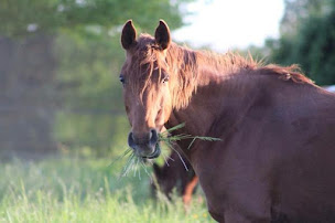 Photo n°10 de Arc En Ciel à Amilly (Centre équestre)