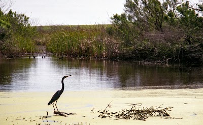 Madere Marsh Boardwalk