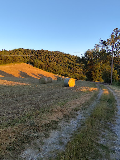 Pro Marola - Visual