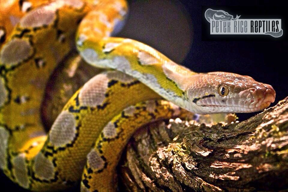 Peter Rice Reptiles