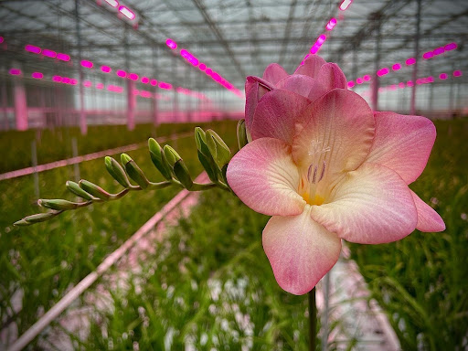 Tesselaar Freesia C.V. - Thumbnail