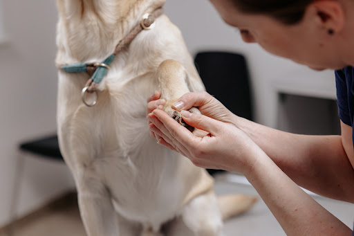 AniCura Familiedyrlægerne Aalborg