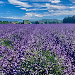 Photo n°39 de Viguière Provence ヴィギエール・プロヴァンス à Ménerbes (Voyagiste)