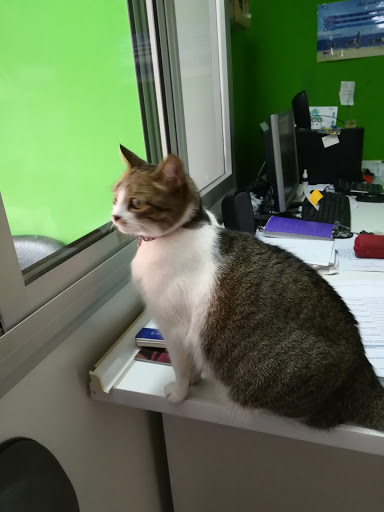 Centro veterinario Guanarteme - Thumbnail