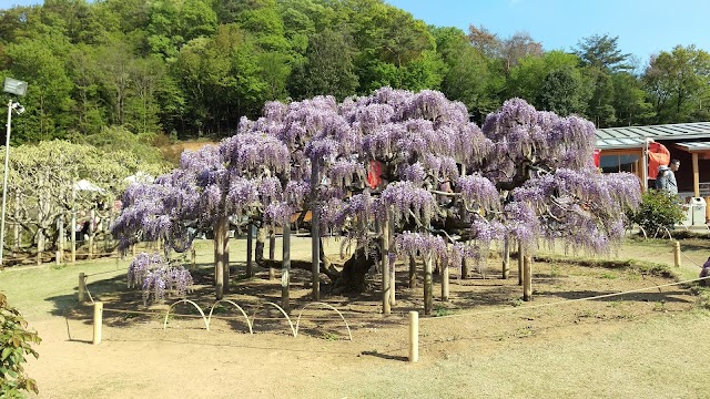 Ashikaga Flower Park