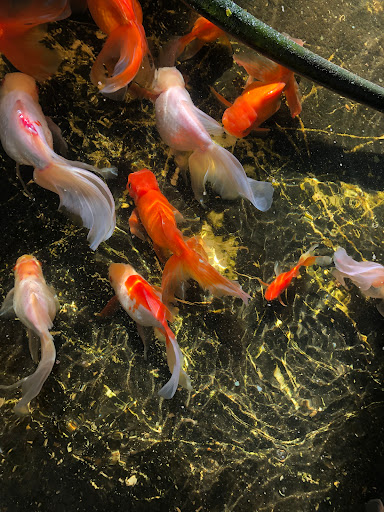 Laboratorio de peces y crustáceos - Thumbnail
