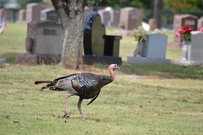 IOOF Cemetery