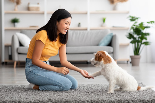 Looking for reliable pet care services in Gota? Our professional team provides comprehensive care… post image
