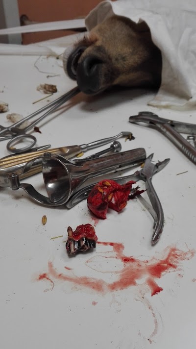 Photos of Favorite Veterinary Surgery