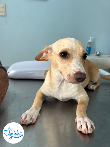 MayVet Consultorio Veterinario