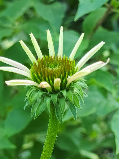Peace on the Prairie Too - Thumbnail