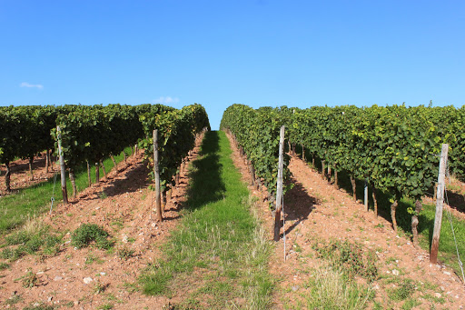 Klöckner Rainer Weingut - Thumbnail