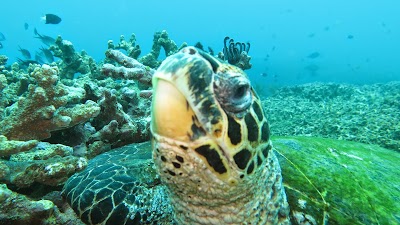 Photos of Joe's Gone Diving Bali