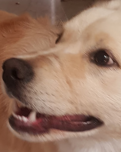 Nórdiko - Thumbnail