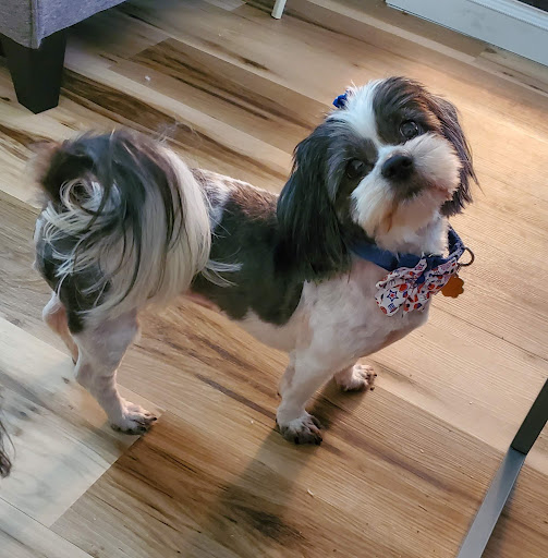 Meme's Grooming Spa - Thumbnail