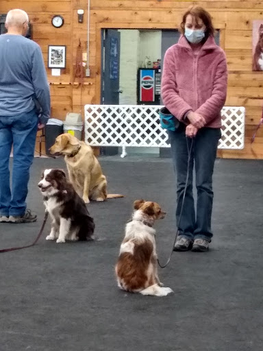 Total Recall School for Dogs Gallery - United States