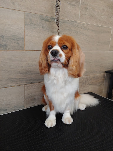 Pet Lab - Visual