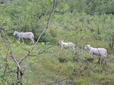 Photos of The Bergsetbreen Glacier, Jostedal/ Luster
