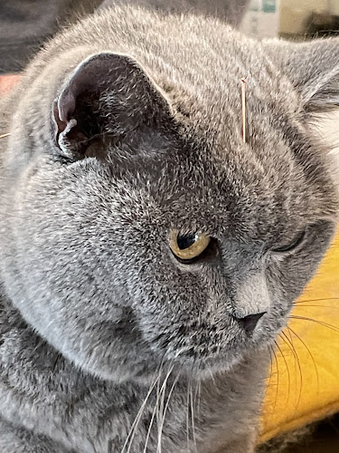 Cabinet vétérinaire des Cerisiers