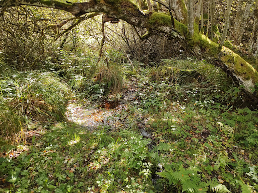 Source de la Creuse