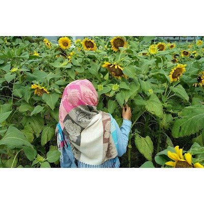 Photos of Gardens Sunflower