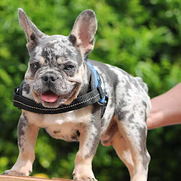 Photo n°7 de Les Staffy Bouli des Flandres à Steenwerck (Éleveur de chiens)