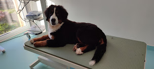 Photo n°19 de Cabinet vétérinaire Vetokine Occitanie à Toulouse (Kinésithérapeute)