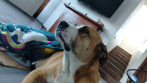 Veterinara "Aranda"