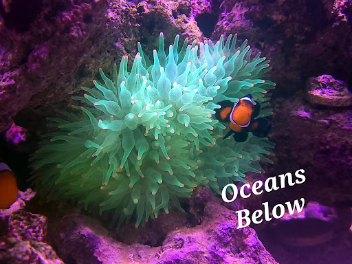 Oceans Below - Visual