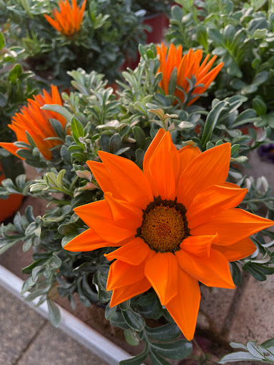 Magia dei Fiori - Thumbnail