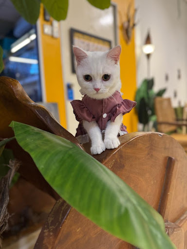 Purrfect Pets Care Melaka (Grooming/Pet Hotel/Day Care/Boarding/Pet Food/Pet Toys)