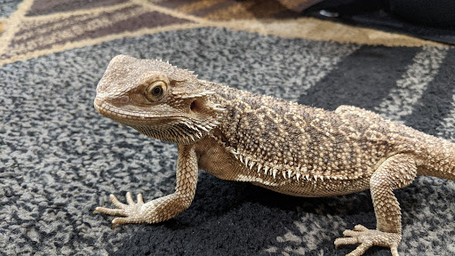 Passaic Pet - Thumbnail