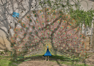 Photo n°3 de Ferme pédagogique Saint Martin à Labarthe (Ferme à visiter)