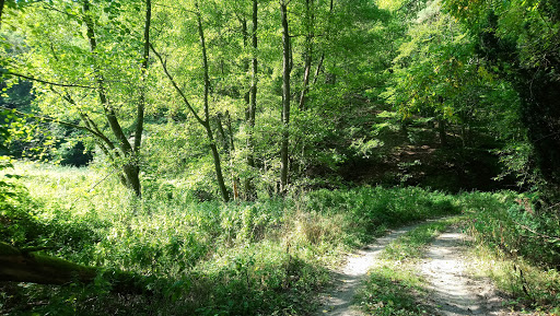 Bachwiesental