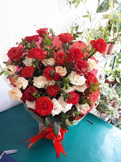 Photos of Fleuriste (Mimosa Flowers)