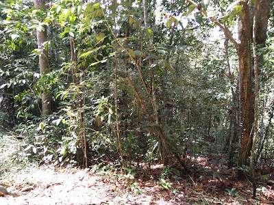 Photos of Milinduthalawa Wana Senasuna