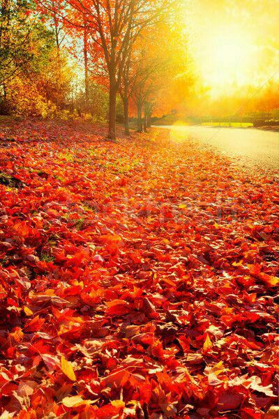 Photos of Iranshahr Park