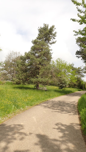 Naturdenkmal Tiefenbronner Weg - Thumbnail