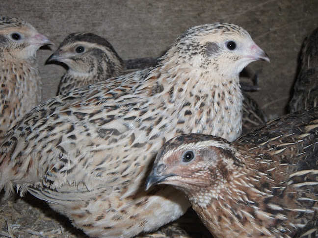 Comments and reviews of Fosters Poultry and Fertile Hatching eggs