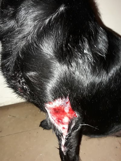 Photos of Belgrano Veterinary Medical Center
