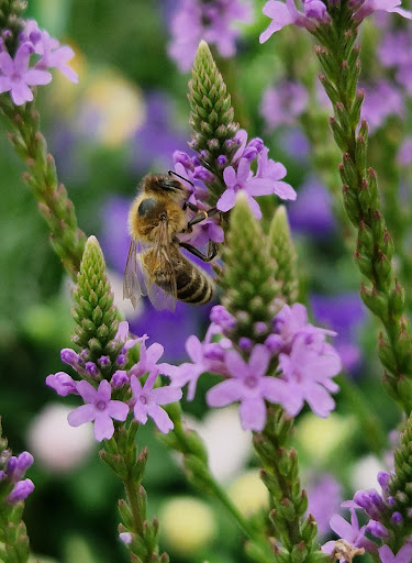Blumen Klemke - Thumbnail