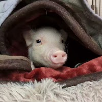 【Piglets】マイクロブタブリーダー直接販売店