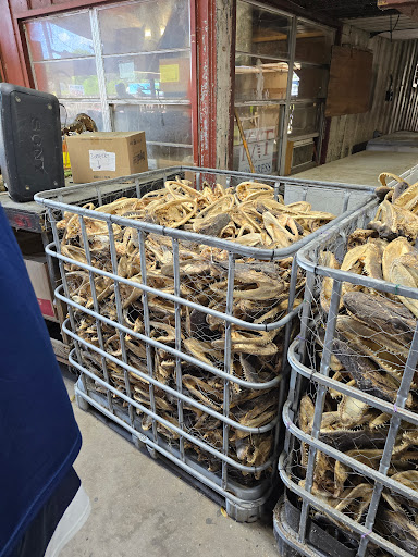 Shayne's Gators - Visual