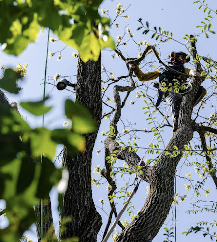 Sherwood Tree Care