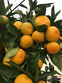 いわくま果樹園